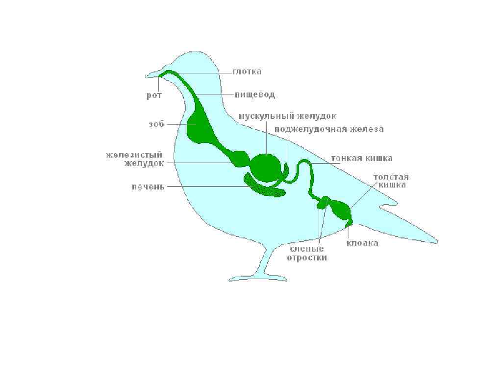 Система птиц. Схема пищеварительной системы птицы. Пищеварительная система птиц рисунок. Схема пищеварительной системы птицы биология 7. Пищеварительная система птиц без подписей.
