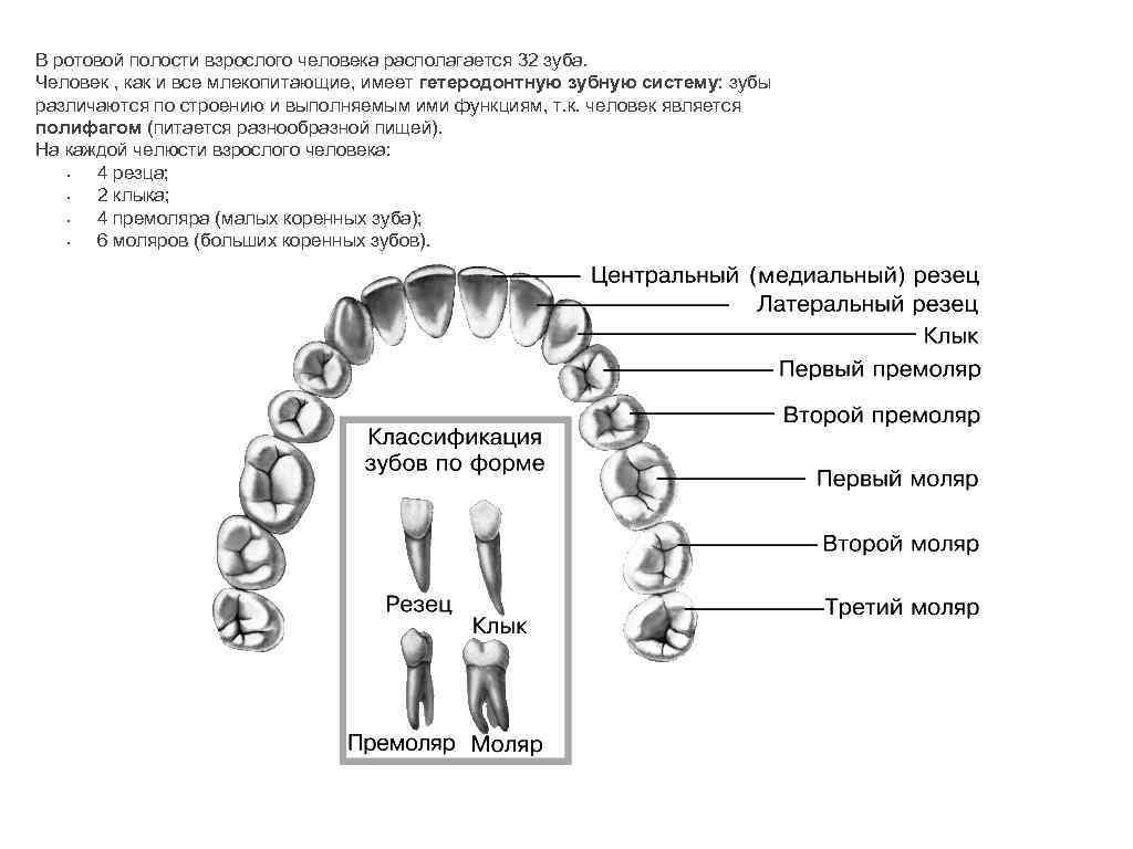 Дифференциация зубов млекопитающих. Зубы человека. Группы зубов и их функции. Строение и типы зубов. Функции зубов по группам.