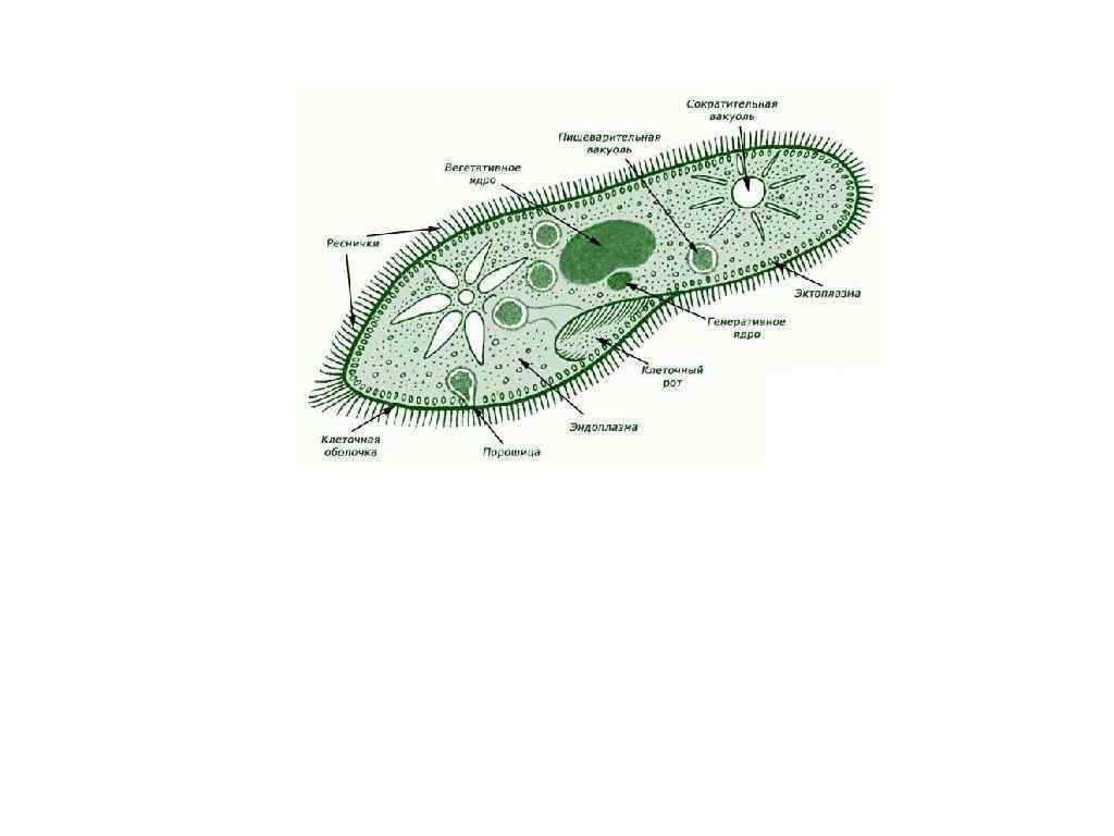 Две сократительные вакуоли. Пищеварительная система простейших. Порошица. Пищеварительные вакуоли. Пищеварительная вакуоль.