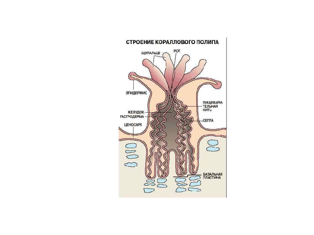 Внутреннее строение коралловых полипов. Коралловые полипы схема. Коралловые полипы строение 7 класс. Строение коралловых полипов схема.