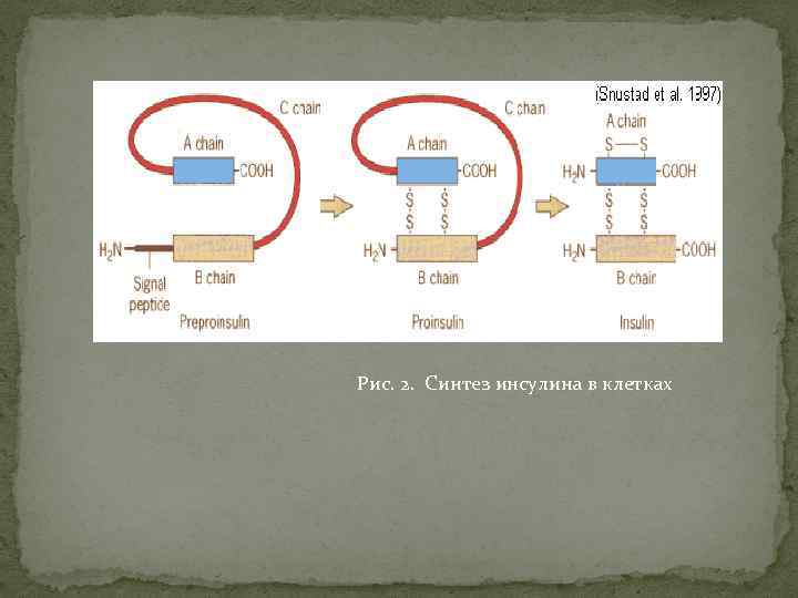 Рис. 2. Синтез инсулина в клетках 