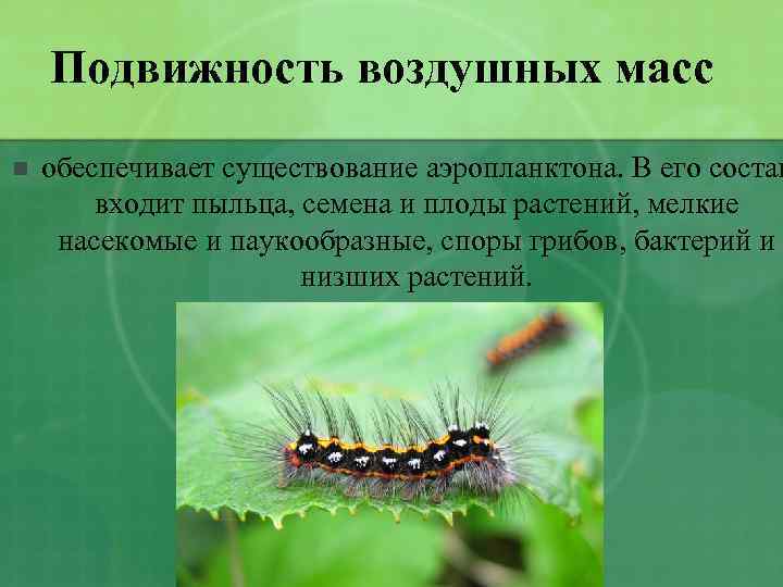 Подвижность воздушных масс n обеспечивает существование аэропланктона. В его состав входит пыльца, семена и