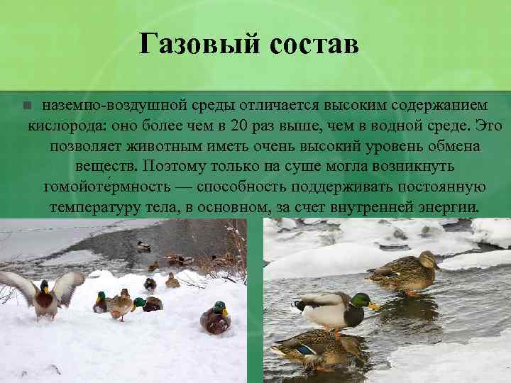 Свойства наземно воздушной среды 5 класс биология. Газовый состав наземно воздушной среды. Обитатели наземно-воздушной среды обитания. Газовый состав среды.