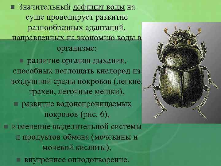 Значительный дефицит воды на суше провоцирует развитие разнообразных адаптаций, направленных на экономию воды в