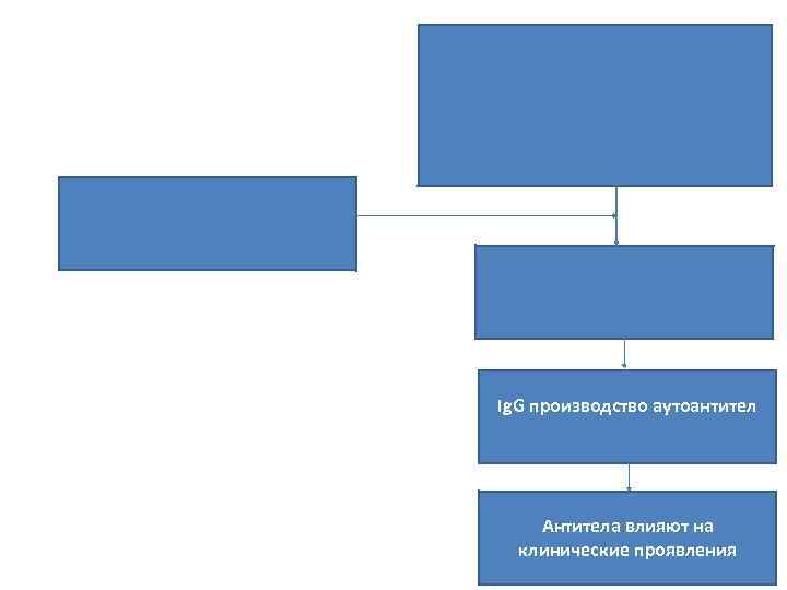 Ig. G производство аутоантител Антитела влияют на клинические проявления 