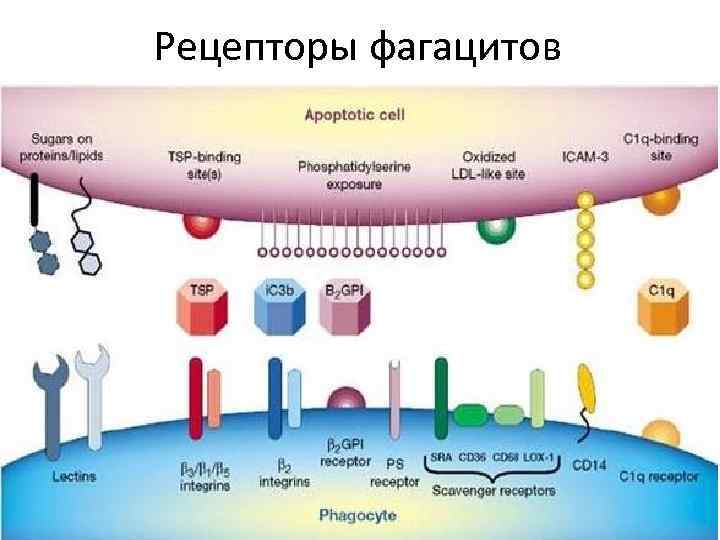Рецепторы фагацитов 