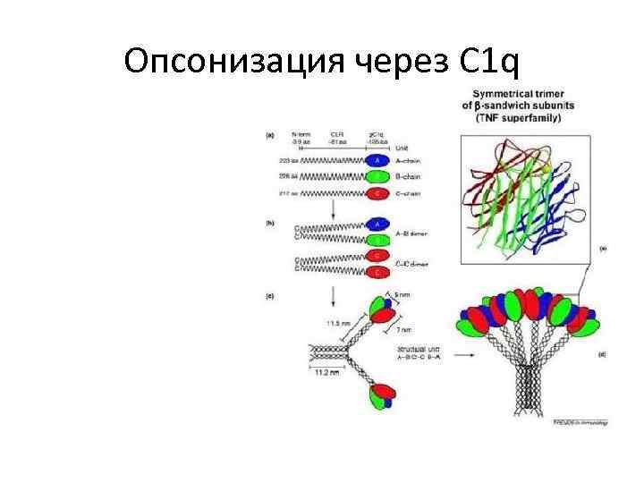 Опсонизация через С 1 q 