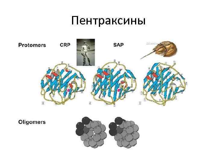 Пентраксины 