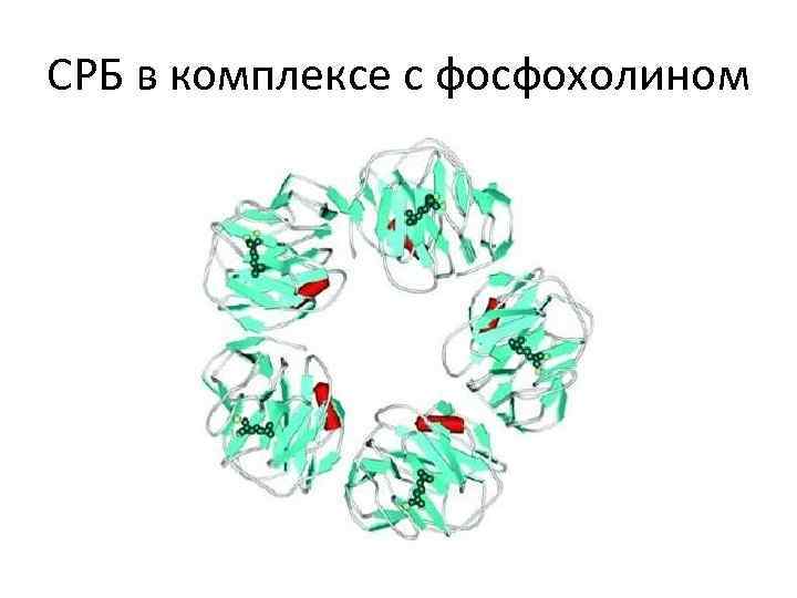 СРБ в комплексе с фосфохолином 