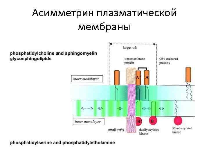 Асимметрия плазматической мембраны 