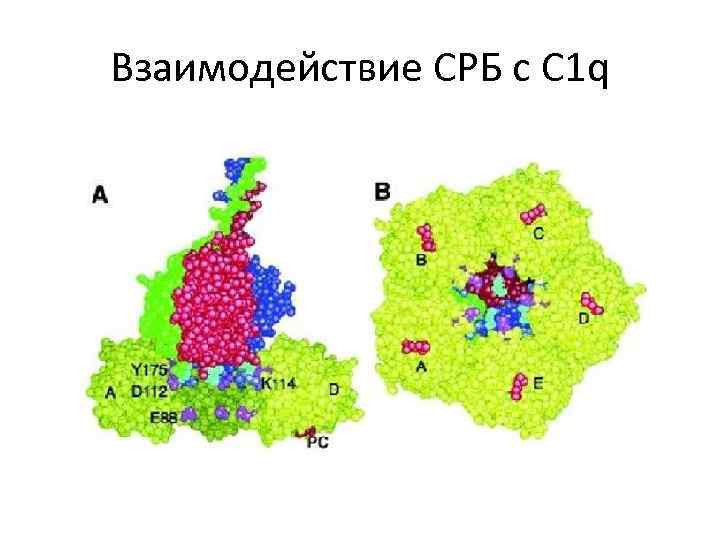 Взаимодействие СРБ с С 1 q 
