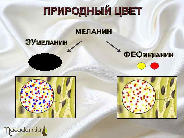 ПРИРОДНЫЙ ЦВЕТ МЕЛАНИН ЭУМЕЛАНИН ФЕОМЕЛАНИН 