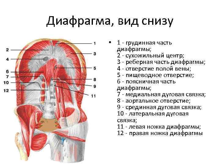 Диафрагма, вид снизу • 1 - грудинная часть диафрагмы; 2 - сухожильный центр; 3