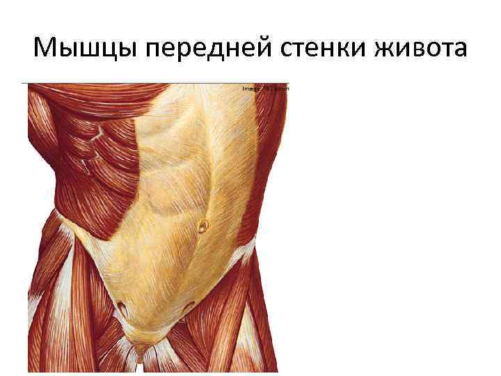 Мышцы передней стенки живота 