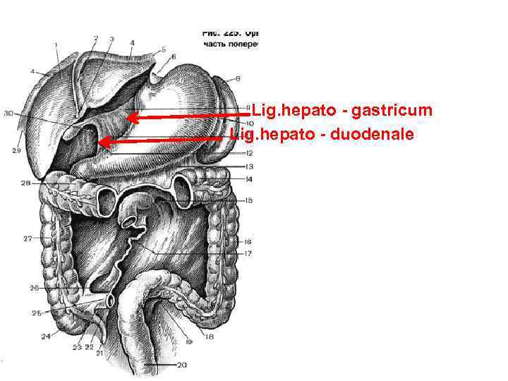 Lig. hepato - gastricum Lig. hepato - duodenale 