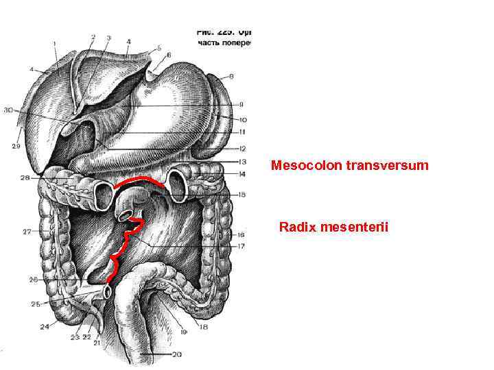 Mesocolon transversum Radix mesenterii 