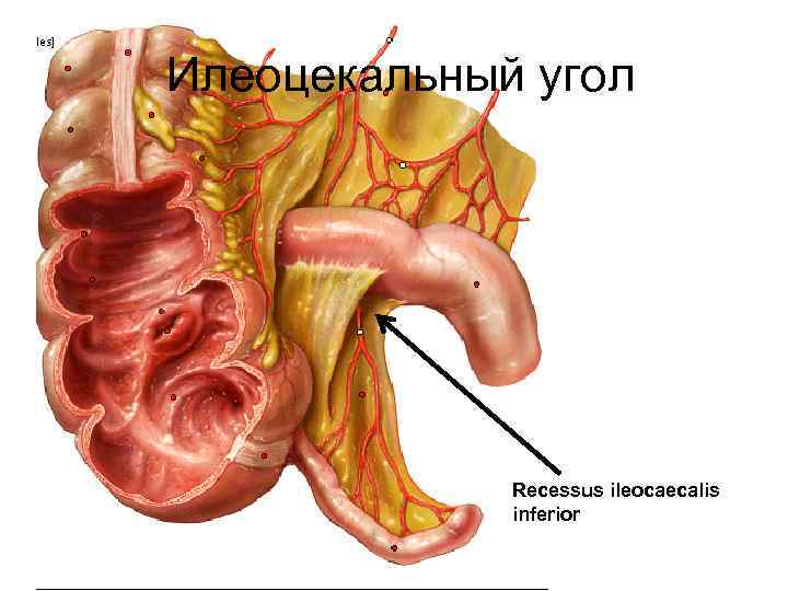  Илеоцекальный угол Recessus ileocaecalis inferior 