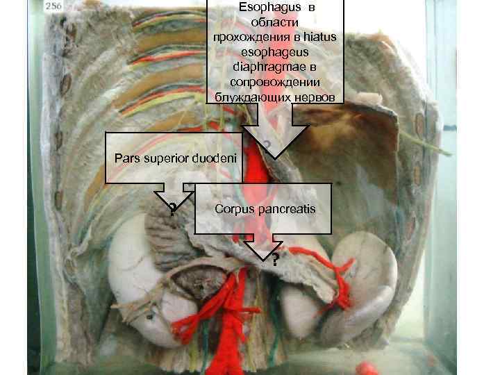  Esophagus в области прохождения в hiatus esophageus diaphragmae в сопровождении блуждающих нервов Pars