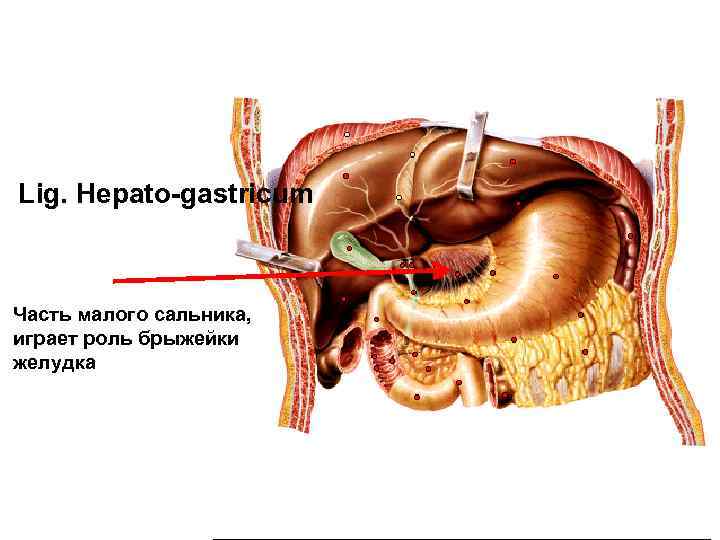 Lig. Hepato-gastricum Часть малого сальника, играет роль брыжейки желудка 