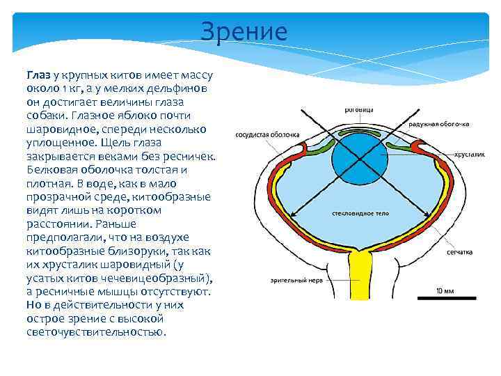 Зрение Глаз у крупных китов имеет массу около 1 кг, а у мелких дельфинов