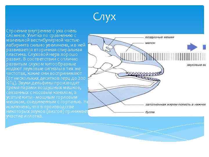 Слух Строение внутреннего уха очень сложное. Улитка по сравнению с маленькой вестибулярной частью лабиринта