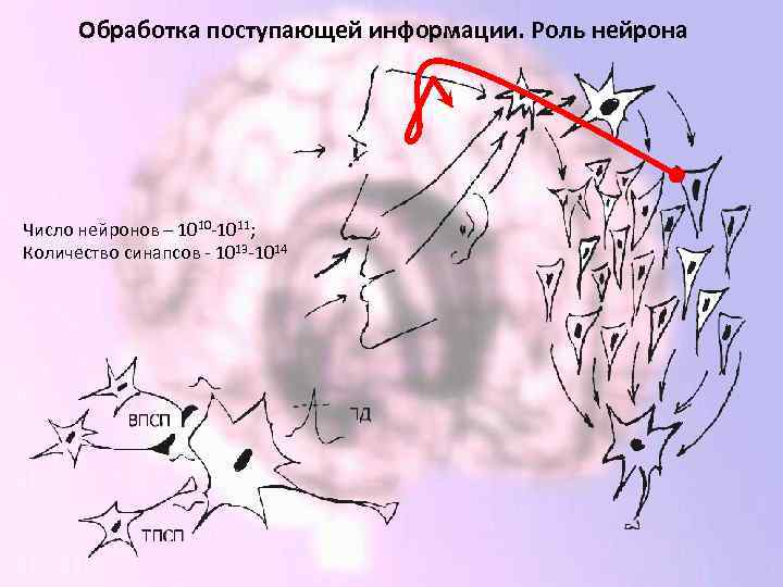 Обработка поступающей информации. Роль нейрона Число нейронов – 1010 -1011; Количество синапсов - 1013