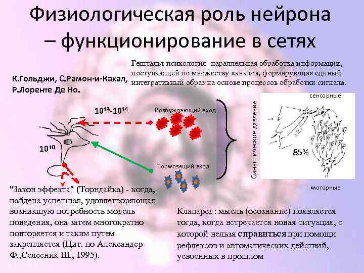 Физиологическая роль нейрона – функционирование в сетях Гештальт психология -параллельная обработка информации, поступающей по