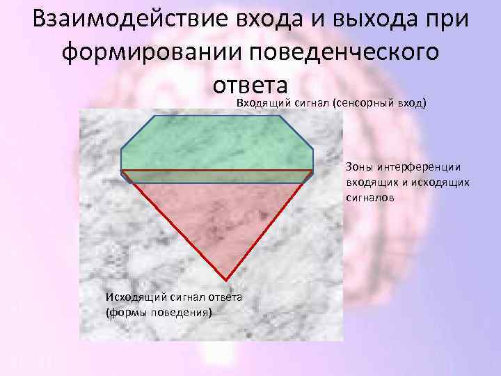 Взаимодействие входа и выхода при формировании поведенческого ответа сигнал (сенсорный вход) Входящий Зоны интерференции