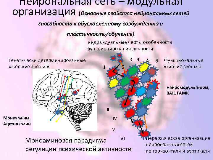 Нейрональная сеть – модульная организация (Основные свойства нейрональных сетей способность к обусловленному возбуждению и