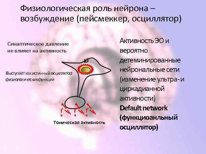 Физиологическая роль нейрона – возбуждение (пейсмеккер, осциллятор) Синаптическое давление не влияет на активность Выступает