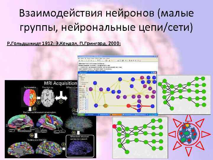 Взаимодействия нейронов (малые группы, нейрональные цепи/сети) Р. Гольдшмидт 1912; Э. Кендал, П. Грингард, 2000;