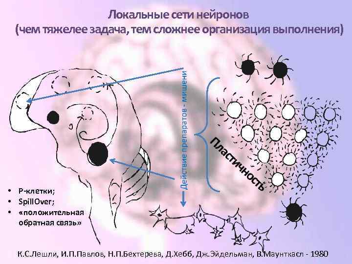 Локальные сети нейронов (чем тяжелее задача, тем сложнее организация выполнения) • Р-клетки; • Spill.