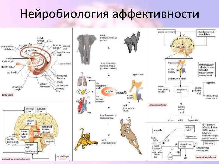 Нейробиология аффективности 