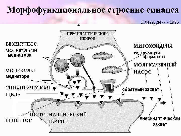 Как синапс влияет на конечный результат работы. Характеристика химического синапса. Классификация медиаторов в синапсах. Морфофункциональная характеристика синапса. Характеристика синапса.