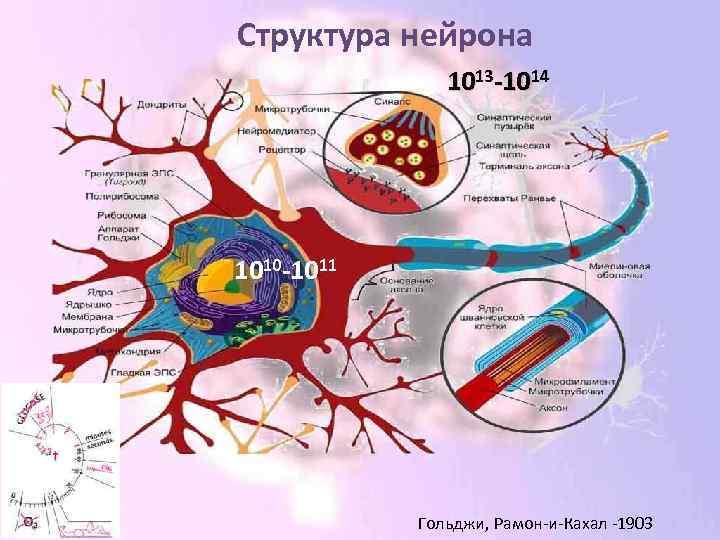 Структура нейрона 1013 -1014 1010 -1011 Гольджи, Рамон-и-Кахал -1903 