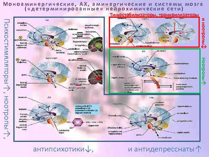 Моноаминергические, АХ, аминергические и системы мозга ( «детерминированные» нейрохимические сети) Тимостабилизаторы, транквилизаторы и ноотропы↕