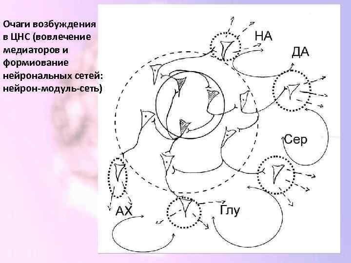 Очаги возбуждения в ЦНС (вовлечение медиаторов и формиование нейрональных сетей: нейрон-модуль-сеть) 