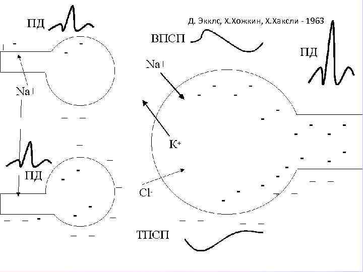 Д. Экклс, Х. Хожкин, Х. Хаксли - 1963 