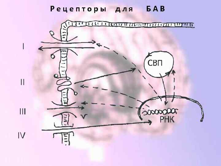 Рецепторы для БАВ 