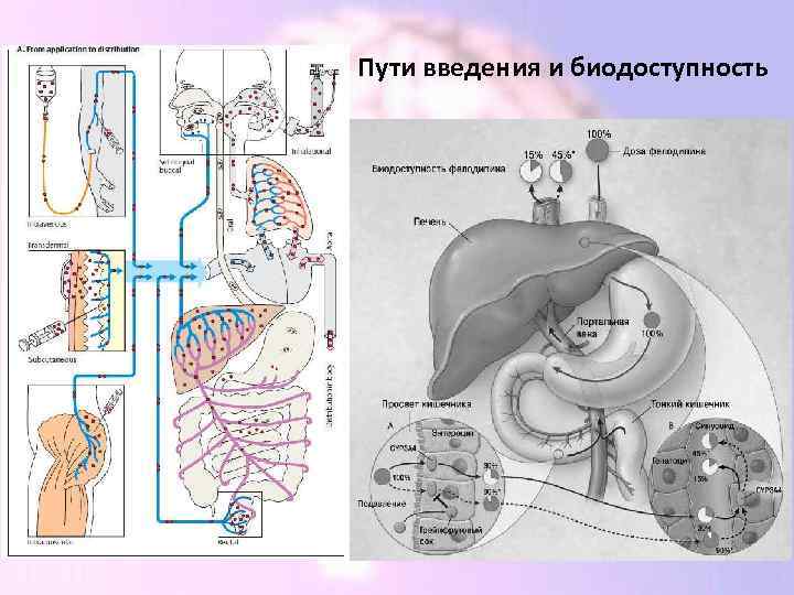 Пути введения и биодоступность 