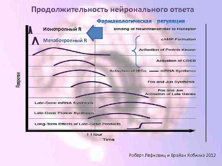 Продолжительность нейронального ответа Ионотропный R Метаботропный R Роберт Лефковиц и Брайан Кобилка 2012 