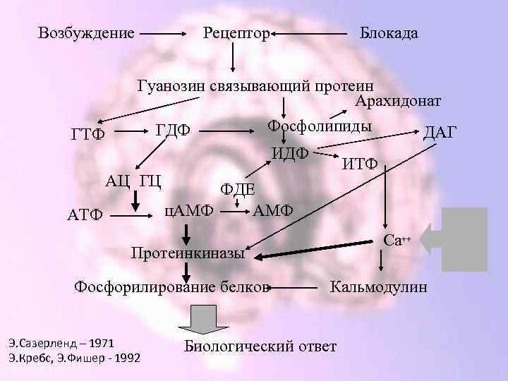 Возбуждение рецепторов. Фосфорилирование амф. Биологическое фосфорилирование гуанозина. АТФ И ГТФ. Протеин + АТФ.