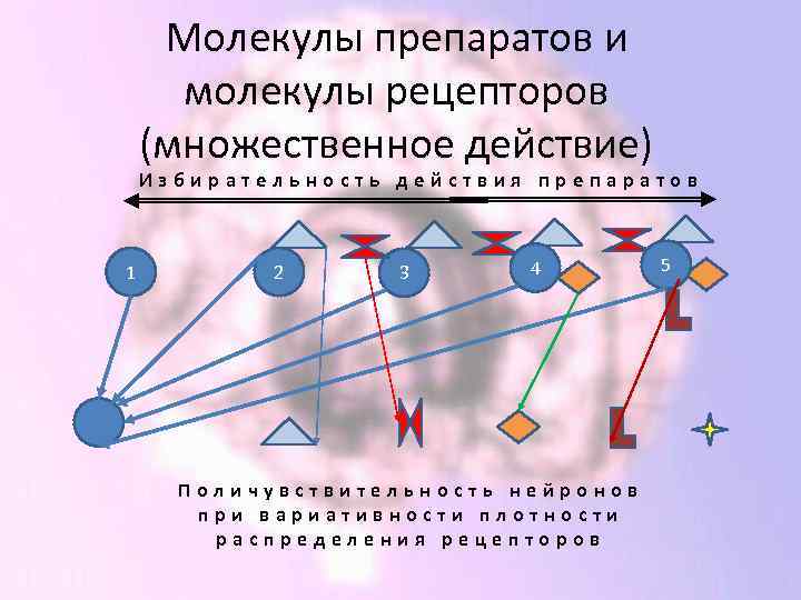 Молекулы препаратов и молекулы рецепторов (множественное действие) Избирательность действия препаратов 1 2 3 4