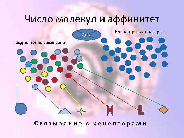 Число молекул и аффинитет Доза Концентрация препарата Предпочтение связывания Связывание с рецепторами 