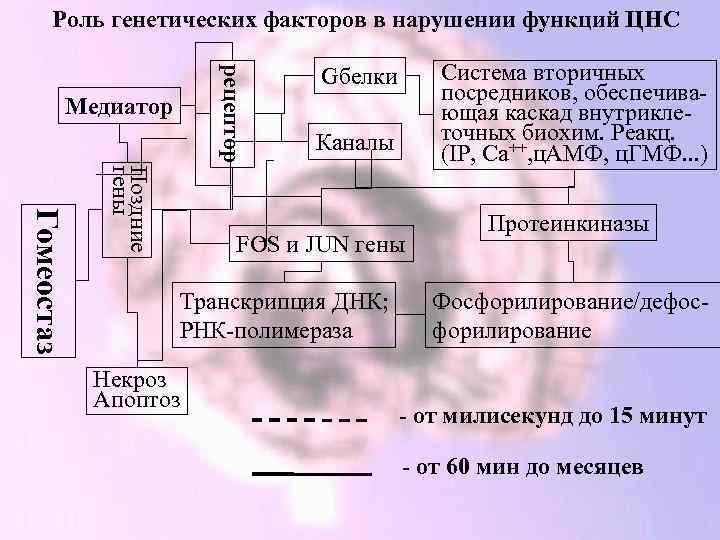 Роль генетических факторов в нарушении функций ЦНС рецептор Медиатор Гомеостаз Поздние гены Система вторичных