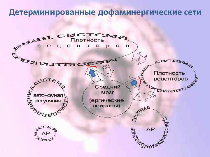 Детерминированные дофаминергические сети ? + + 