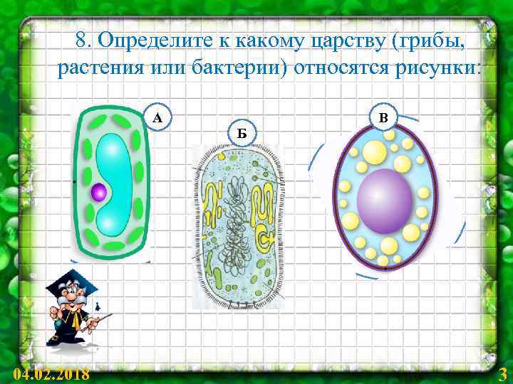 8. Определите к какому царству (грибы, растения или бактерии) относятся рисунки: А В Б