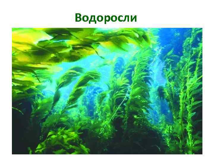 Водоросли Цель урока: 