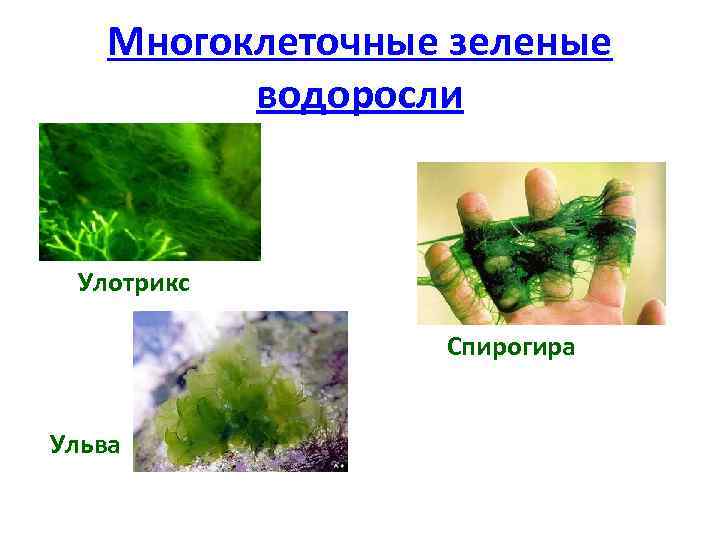 Способ размножение водоросль улотрикс