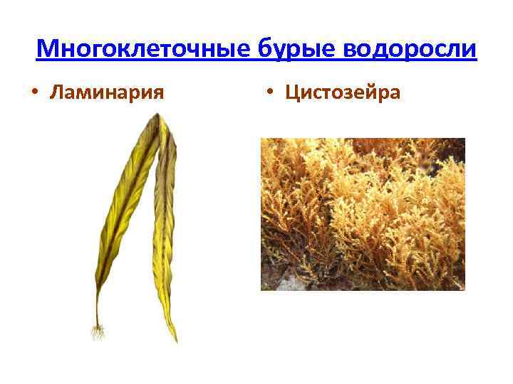 Многоклеточные бурые водоросли • Ламинария • Цистозейра 